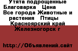 Утята подрощенные Благоварка › Цена ­ 100 - Все города Животные и растения » Птицы   . Красноярский край,Железногорск г.